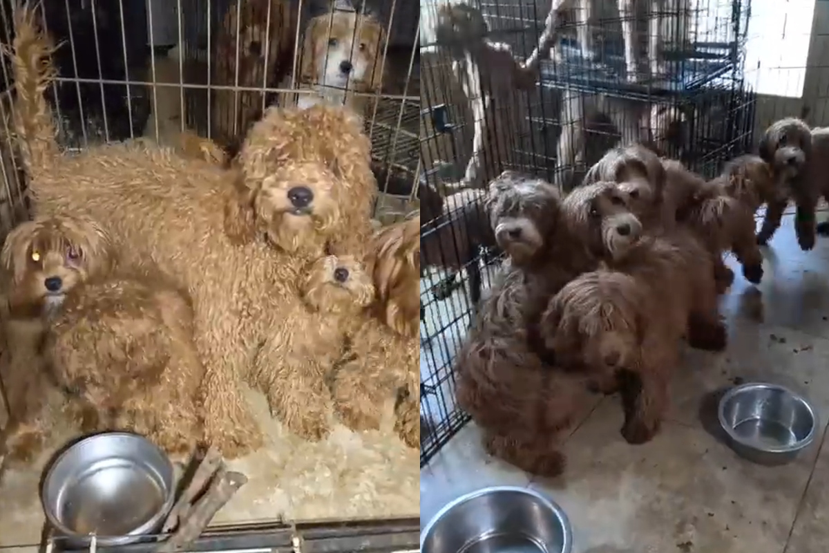 Más de 70 perros fueron rescatados de una vivienda en Arizona usada como criadero clandestino, donde vivían hacinados en condiciones deplorables.